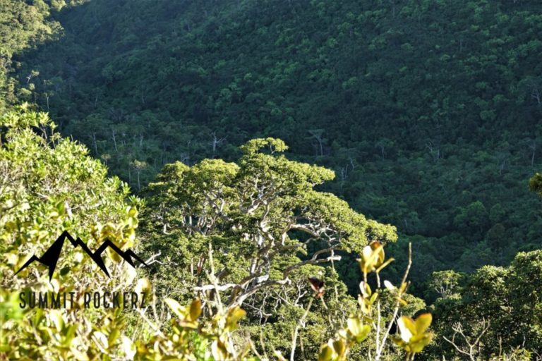 Parakeet Trail