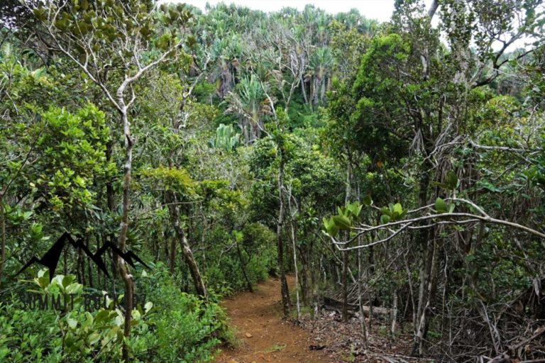 Macchabée Forest Loop