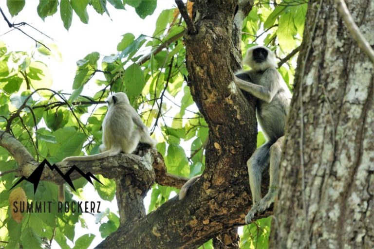 Chitwan Nationalpark