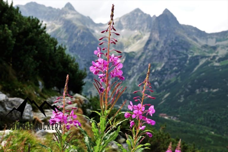 Dolina Zeleneho Plesa