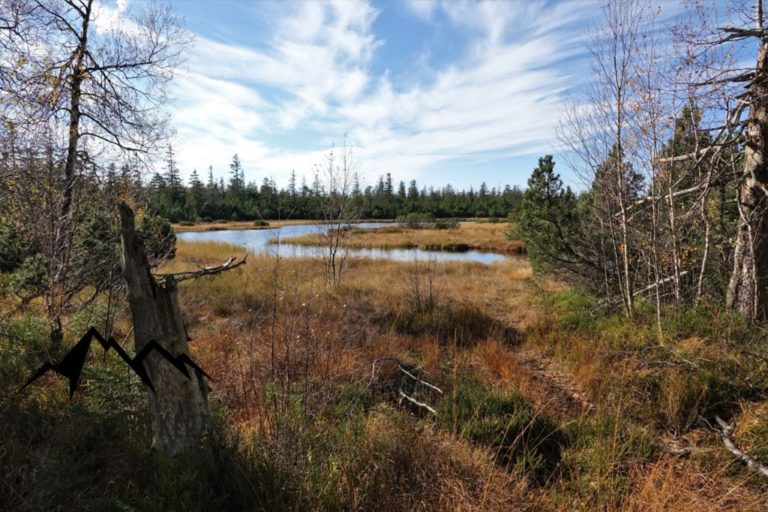 Hochmoor Kaltenbronn