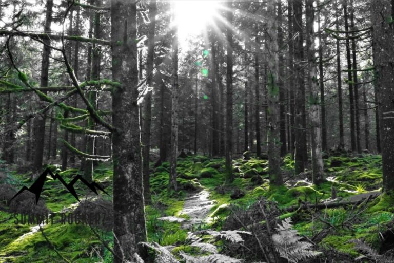 Hochmoor Kaltenbronn