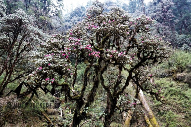 Poon Hill Trek