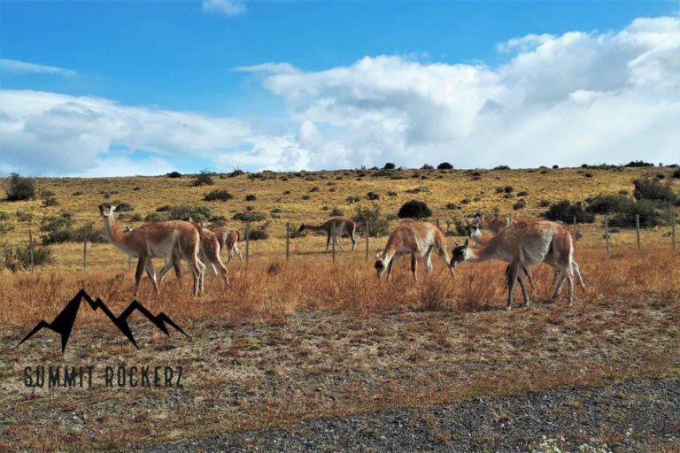 Guanacos