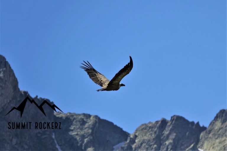 gänsegeier im vallée du marcadau