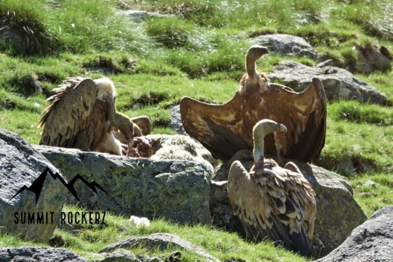 gänsegeier am aas fressen in denpyrenäen
