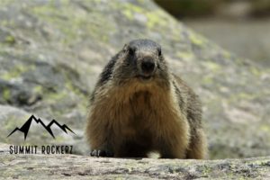 marmot valley
