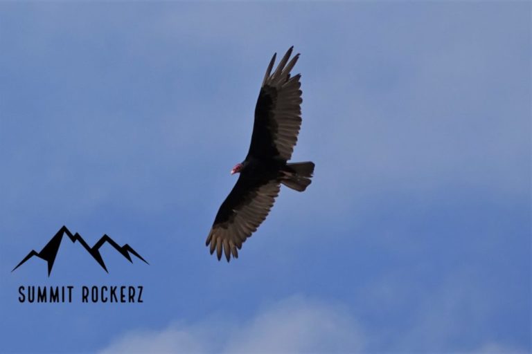 hawk