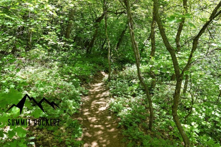 south-fork-taylor-creek-trail