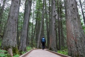 trail of the cedars im glacier nationalpark
