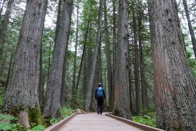 trail of the cedars im glacier nationalpark