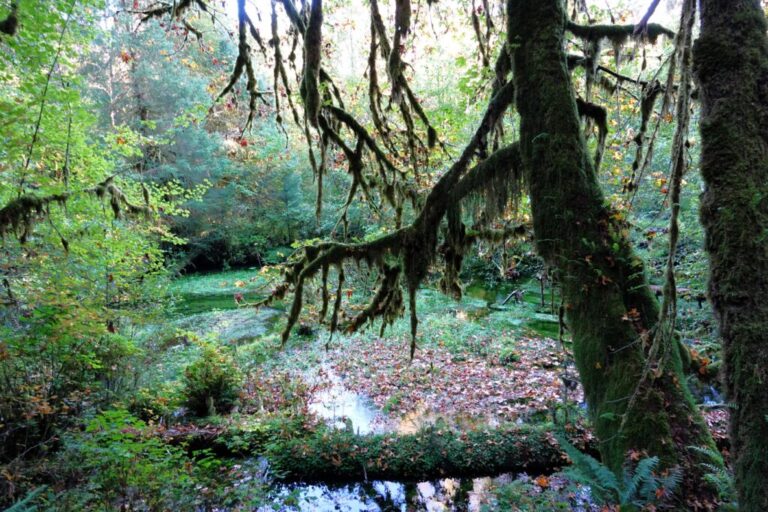 hall-of-mosses (1)