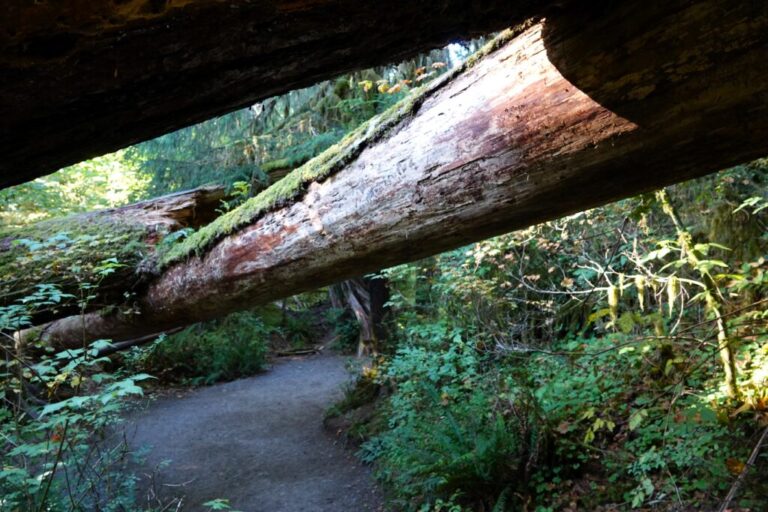 hall-of-mosses (2)