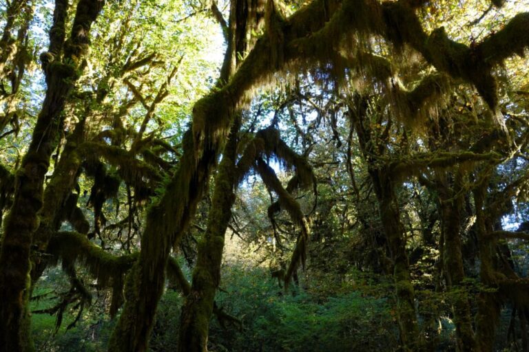 hall-of-mosses (3)