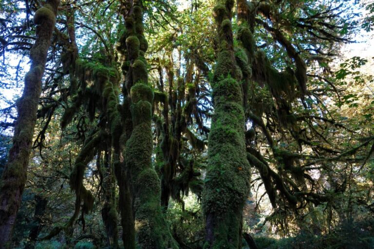 hall-of-mosses (6)