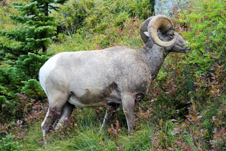 big horn sheep