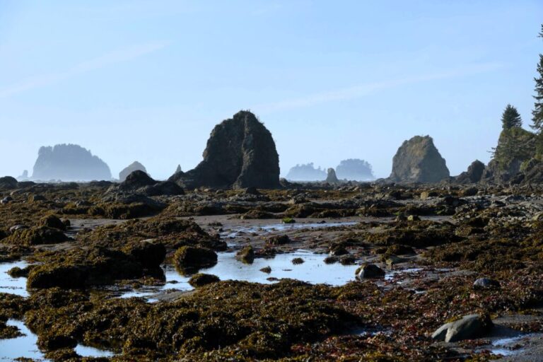 ozette-triangle-trail (5)