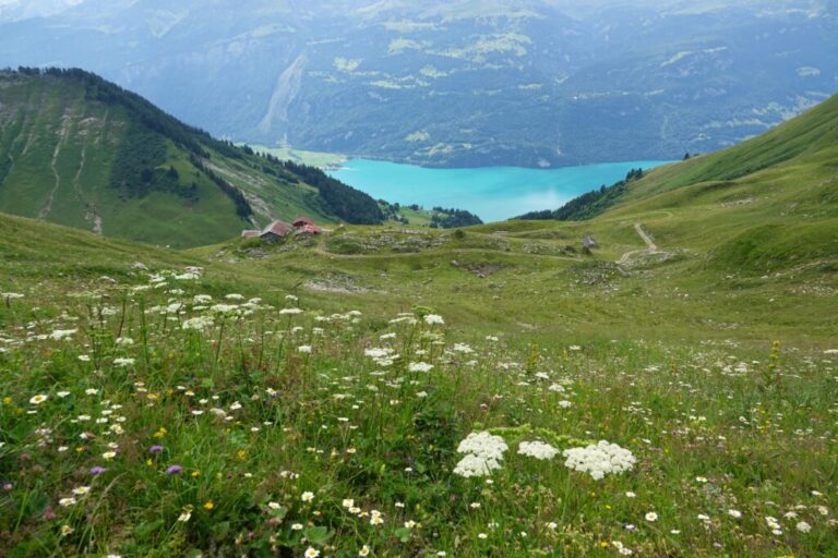 blick richtung planalp