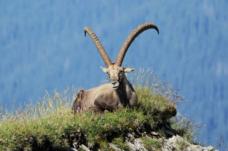 steinbock