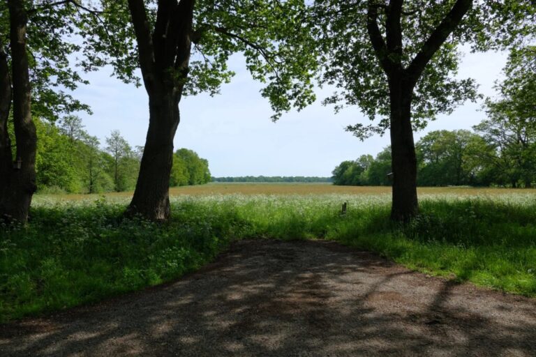 balloerveld (1)