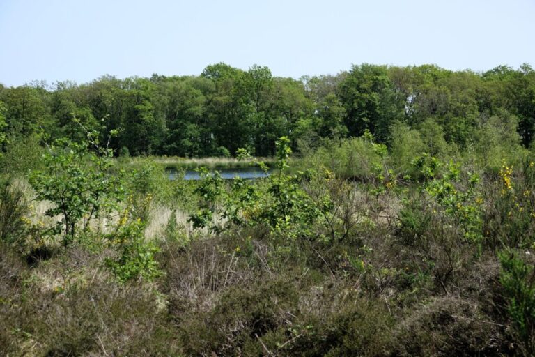 balloerveld (11)