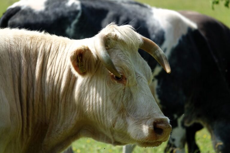 balloerveld (14)