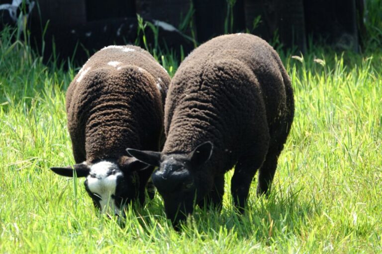 balloerveld (17)