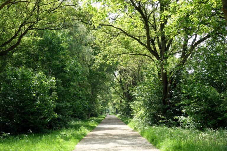 balloerveld (2)