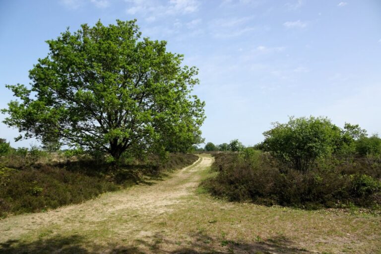 balloerveld (3)