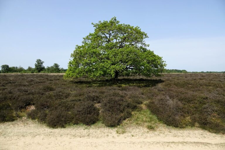 balloerveld (4)