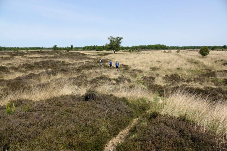 balloerveld (6)