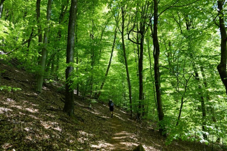 deutsch-franzoesischer-burgenweg (2)