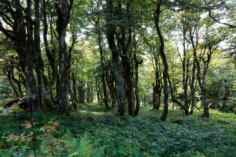 sentier-des-roches (22)