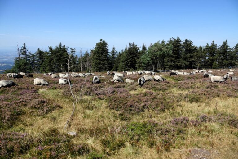 hornisgrinde (6)